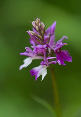 Common-Spotted-Orchid-Variant-(Dactylorhiza-fuchsii-var-rhodochila)