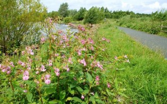Himalayan_balsam_by_Lough_Neagh_-_geograph.org.uk_-_923430
